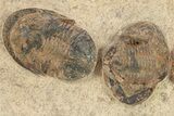 Line Of Eight Asaphellus Trilobites - Morocco #260005-3